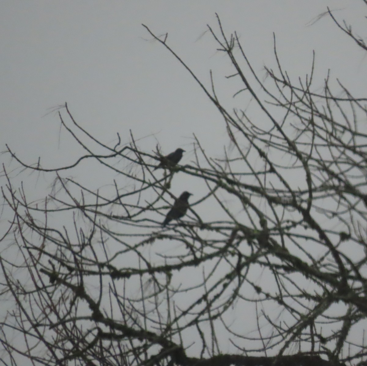 American Crow - ML646666039