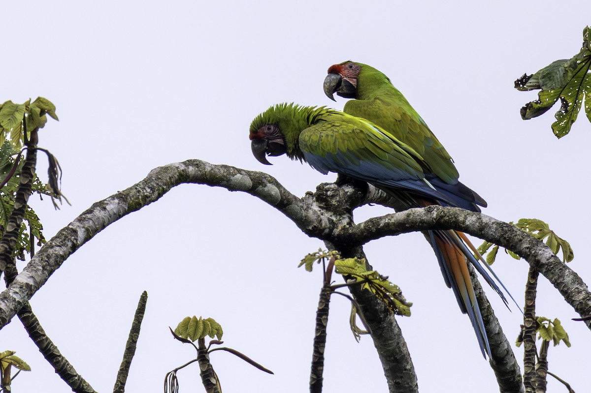 Guacamayo Ambiguo - ML646666041