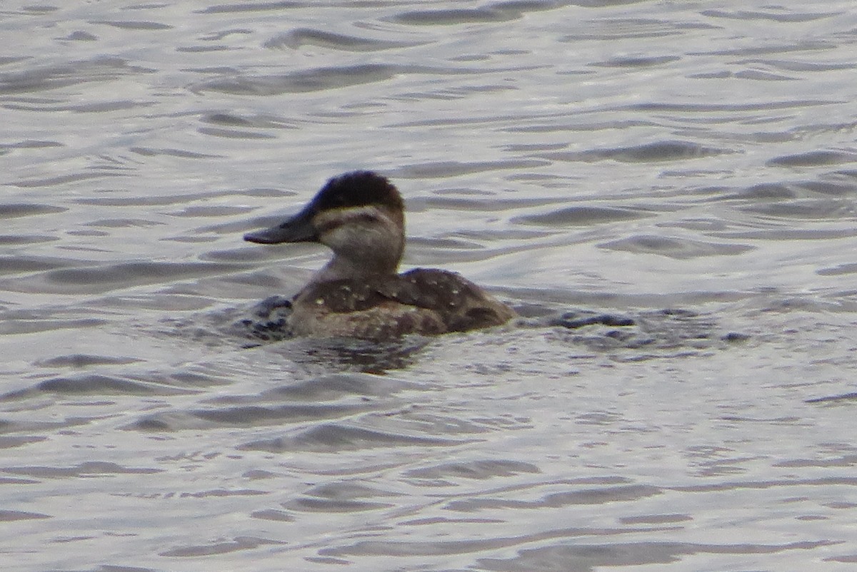 kachnice kaštanová - ML646666042