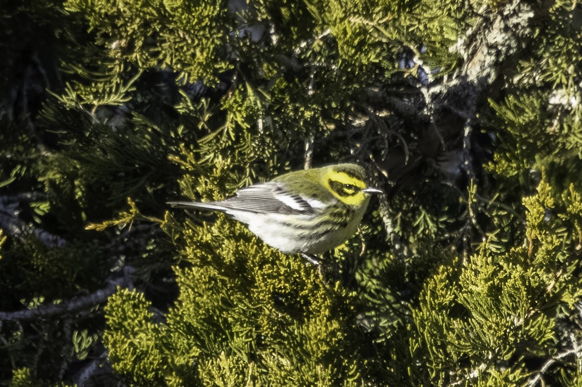 Townsend's Warbler - ML646666045