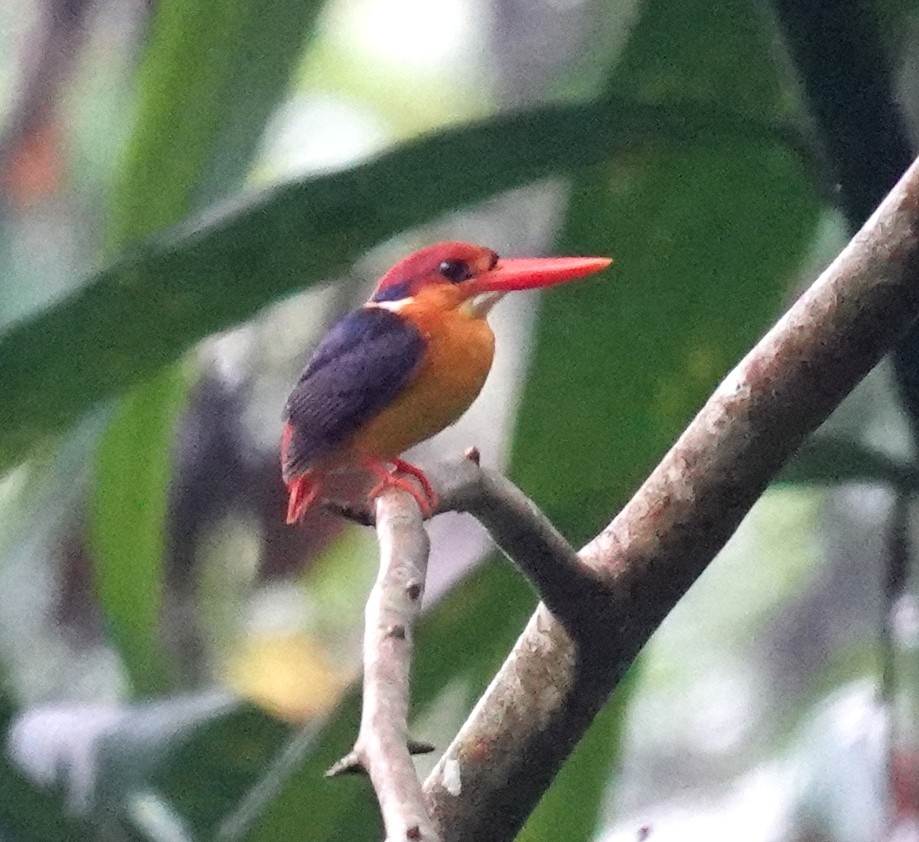 Black-backed Dwarf-Kingfisher - ML646666046