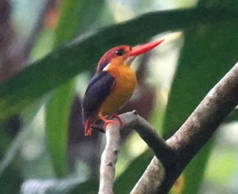 Black-backed Dwarf-Kingfisher - ML646666047