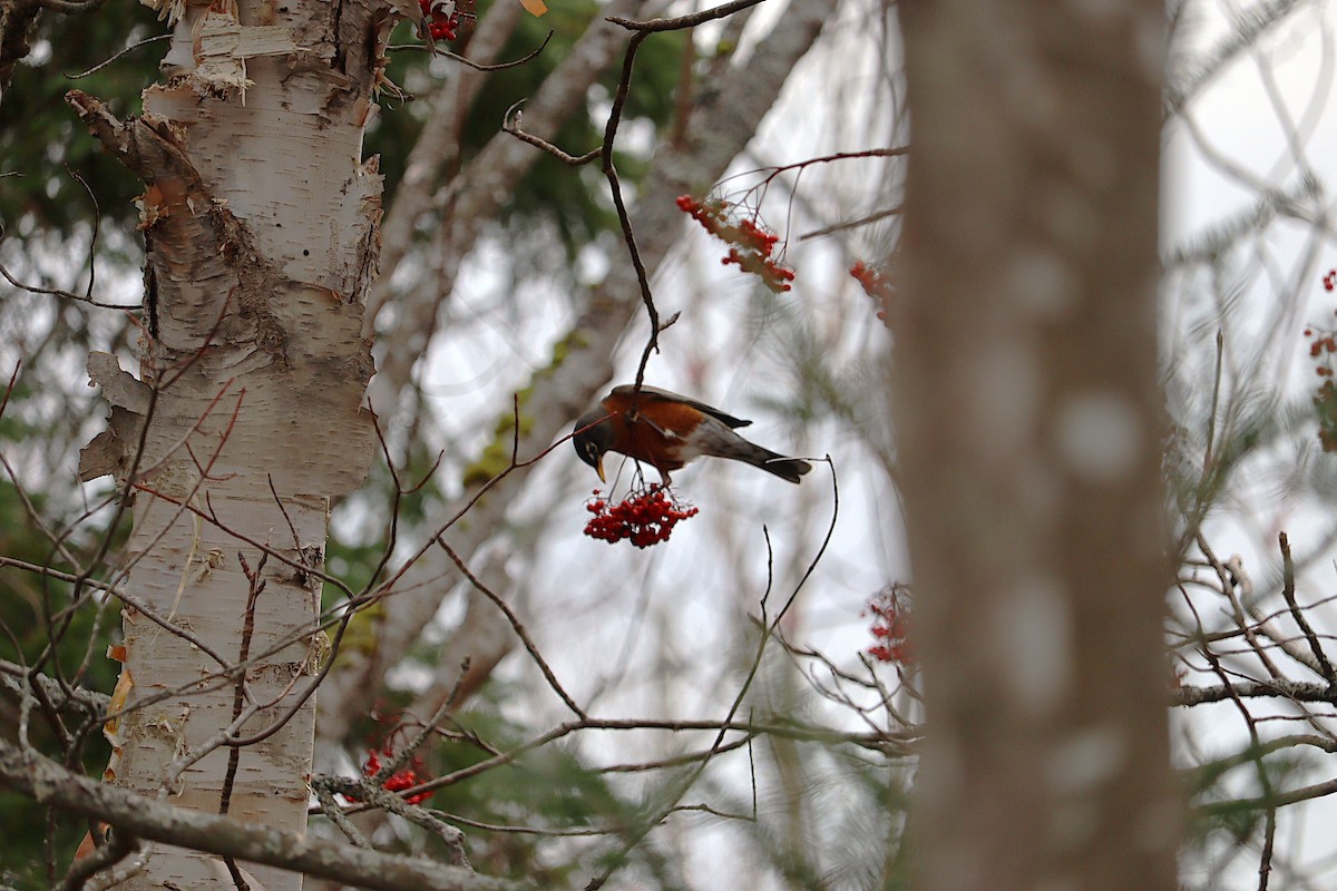 vandretrost - ML646666049