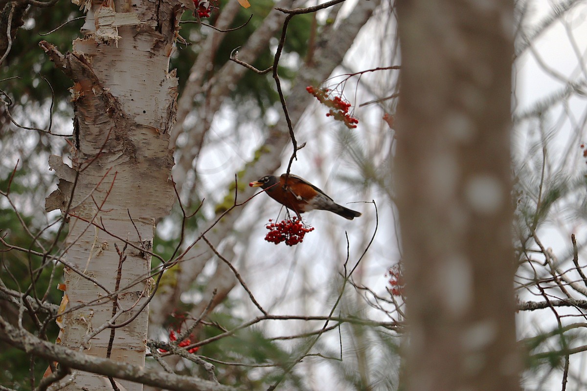 vandretrost - ML646666050