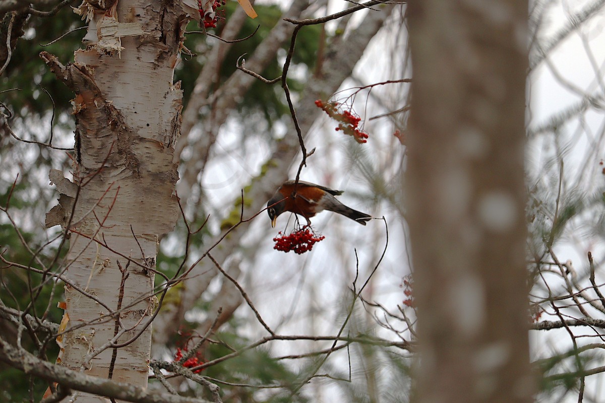 vandretrost - ML646666051