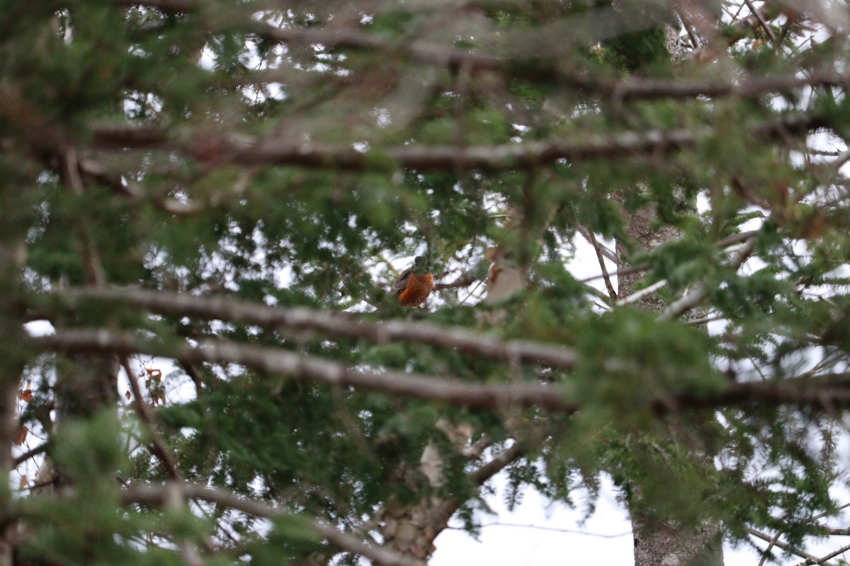 vandretrost - ML646666052