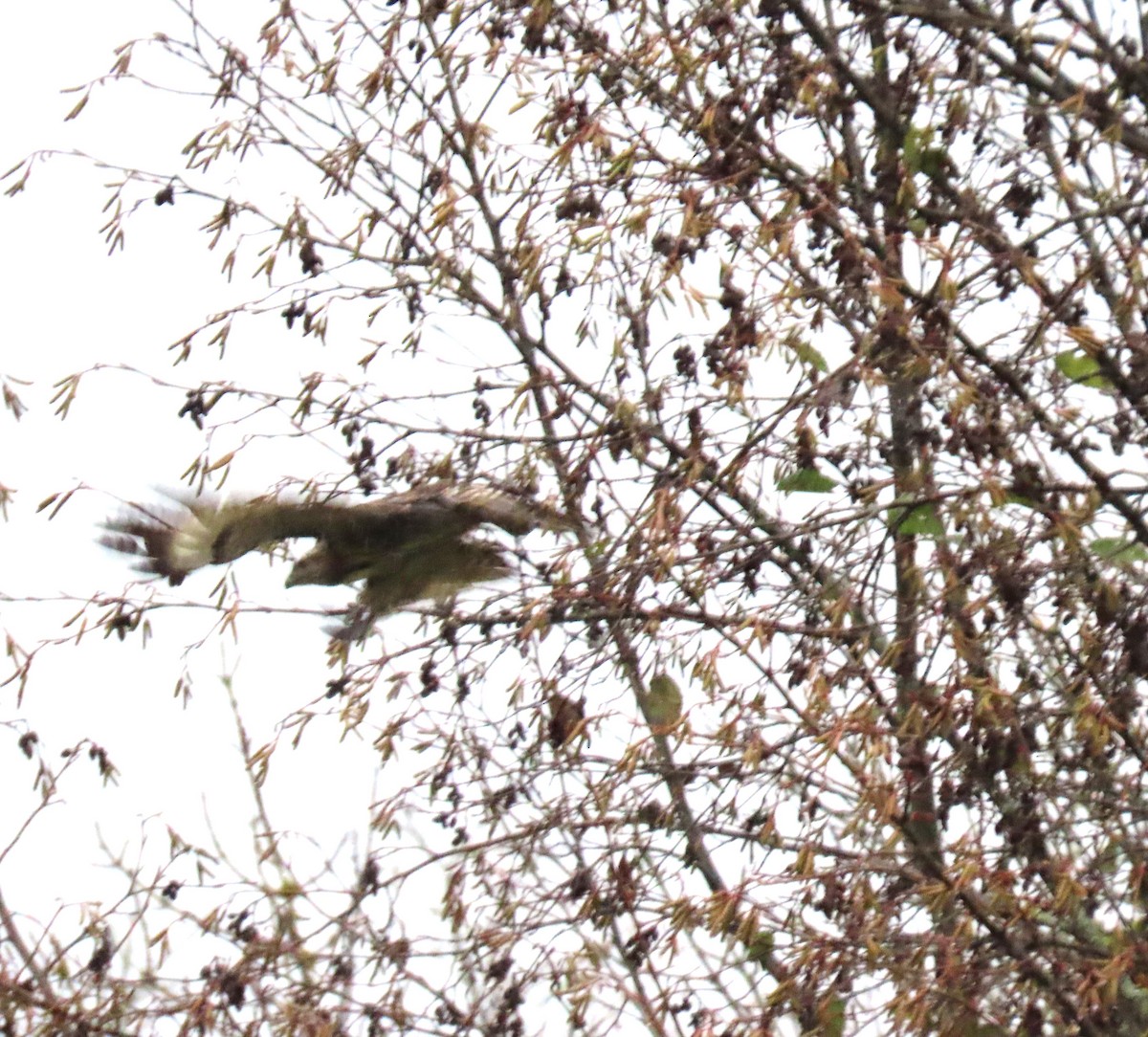 Zapelatz buztangorria - ML646666054