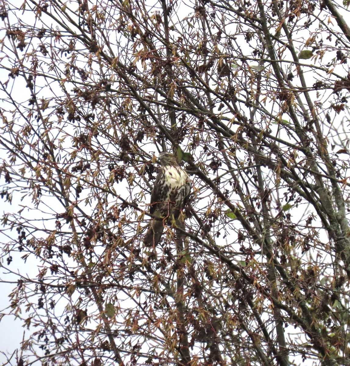 Zapelatz buztangorria - ML646666055