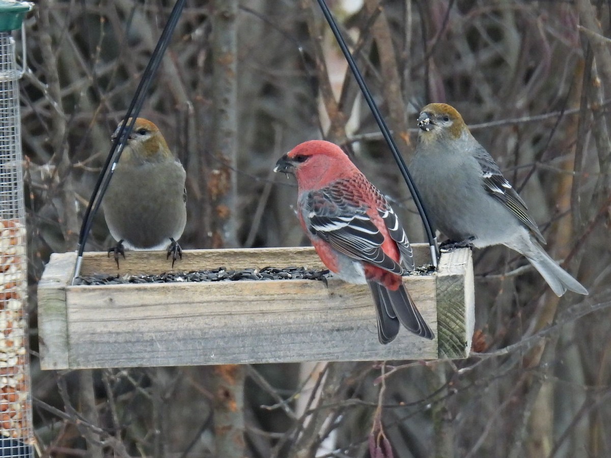 ギンザンマシコ - ML646666067