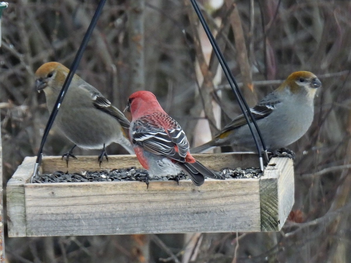 ギンザンマシコ - ML646666069