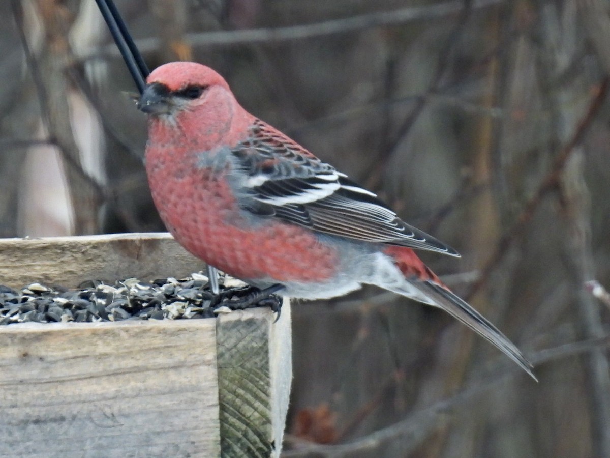 Pine Grosbeak - ML646666070