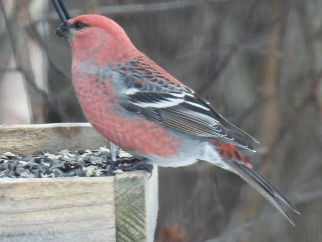 ギンザンマシコ - ML646666072