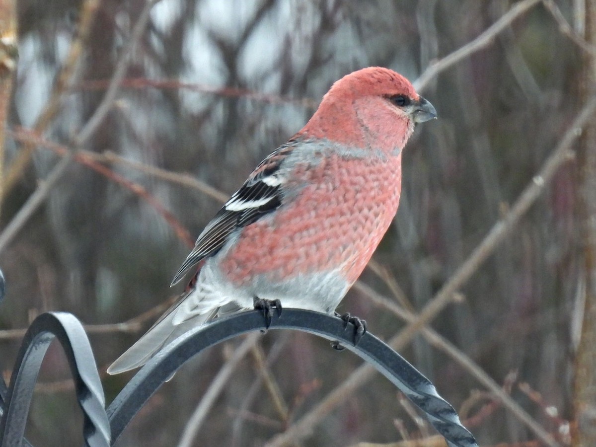 ギンザンマシコ - ML646666075