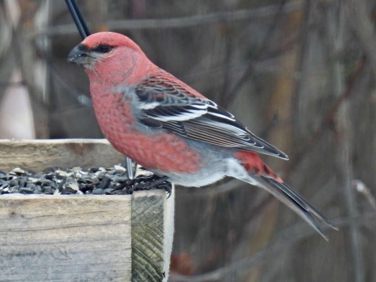 ギンザンマシコ - ML646666076