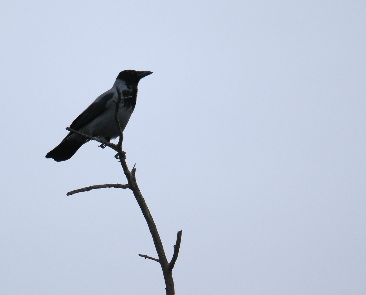 Hooded Crow - ML646666081