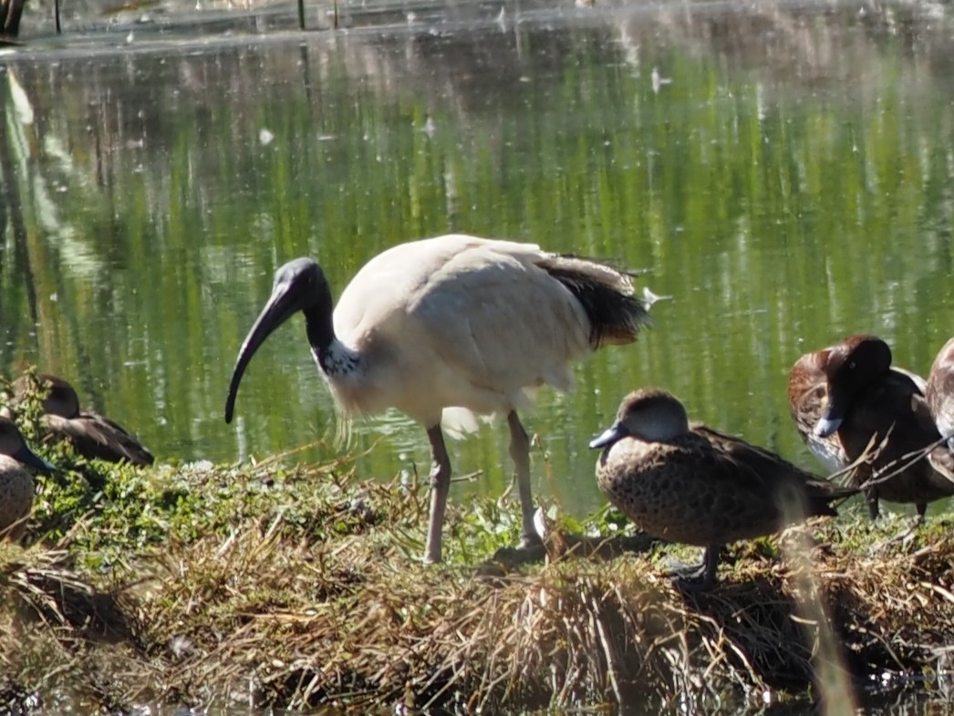 Australian Ibis - ML646666082