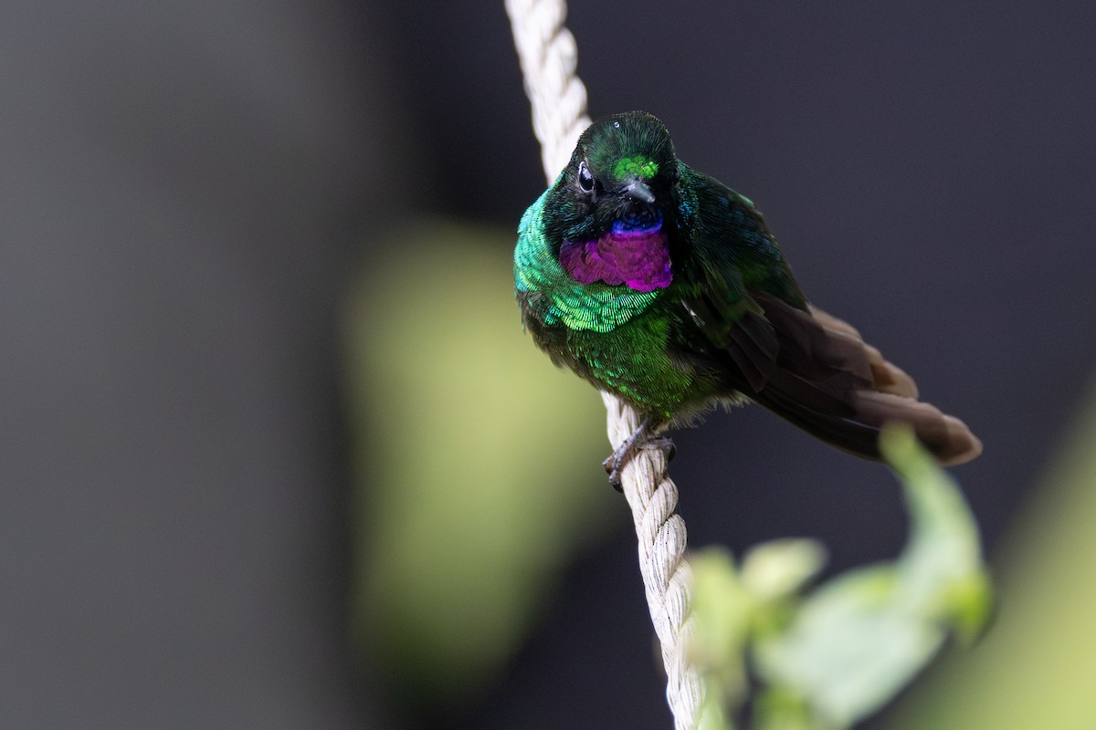 Tourmaline Sunangel - ML646666086