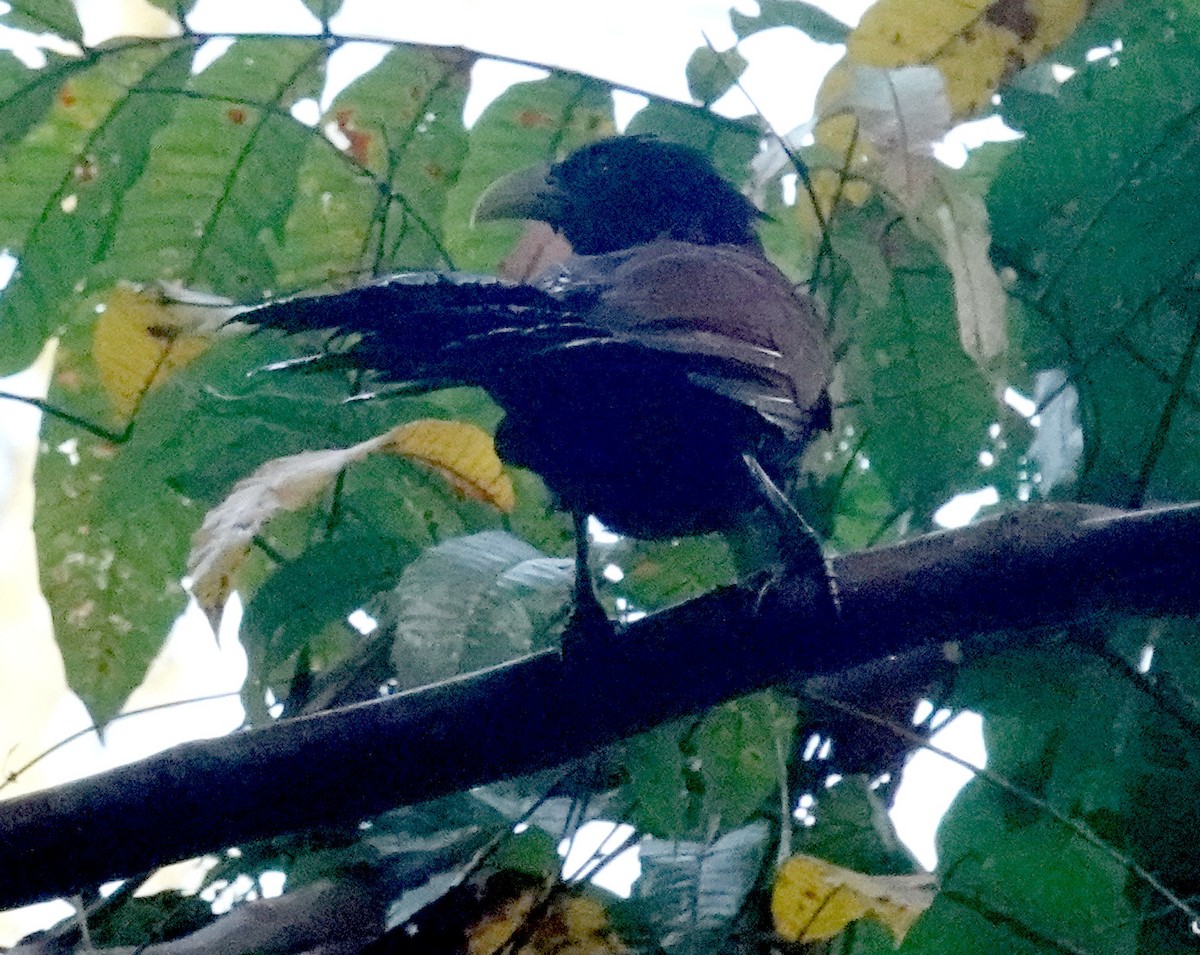 Green-billed Coucal - ML646666088