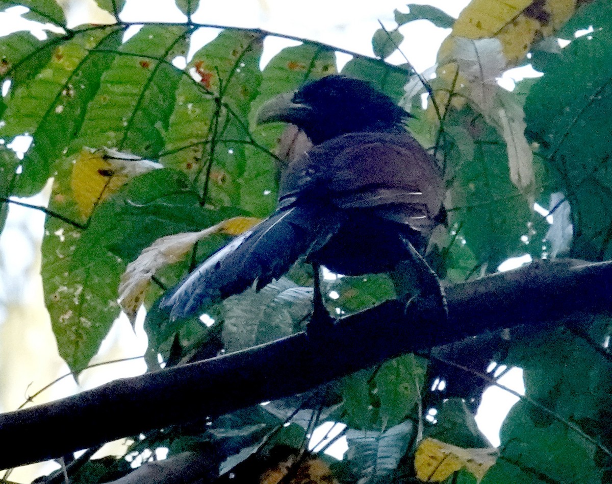 Green-billed Coucal - ML646666089