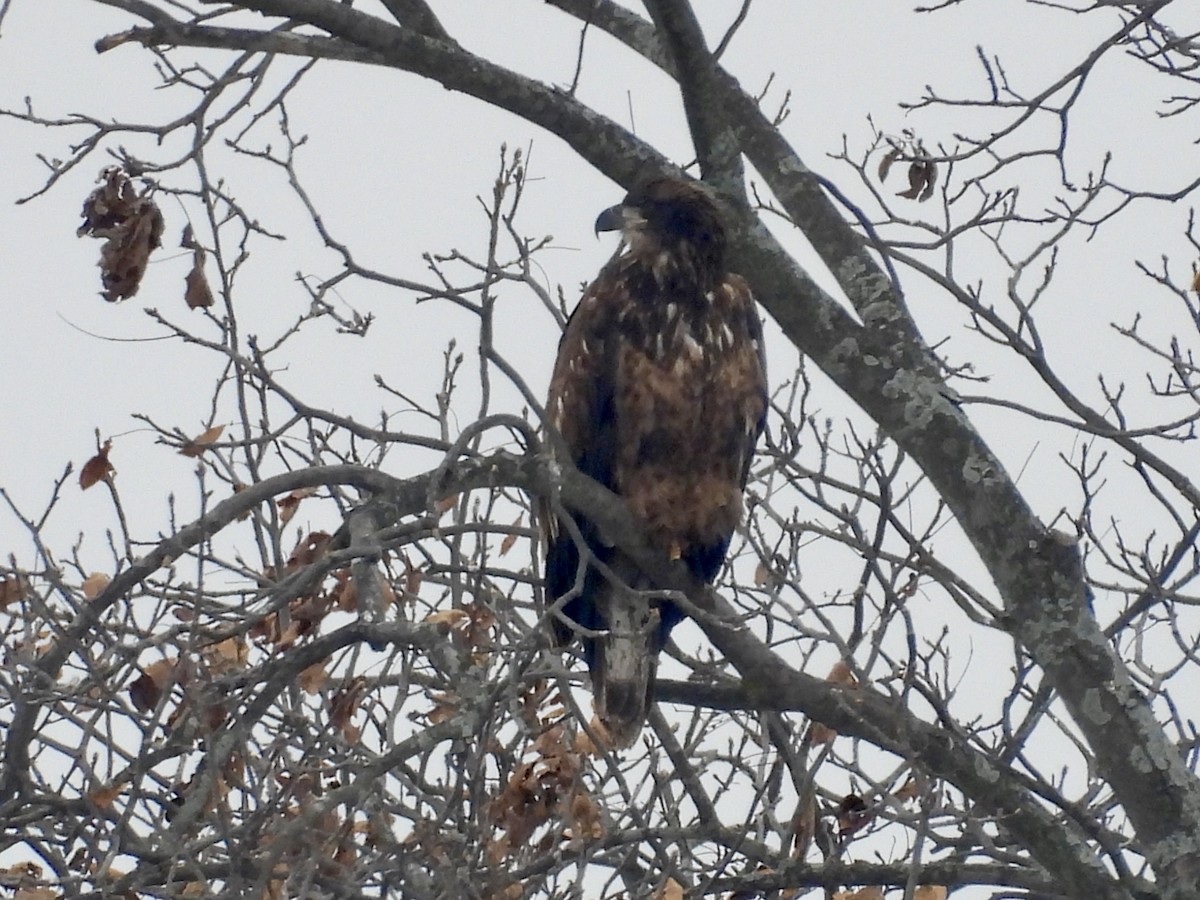 Weißkopf-Seeadler - ML646666090