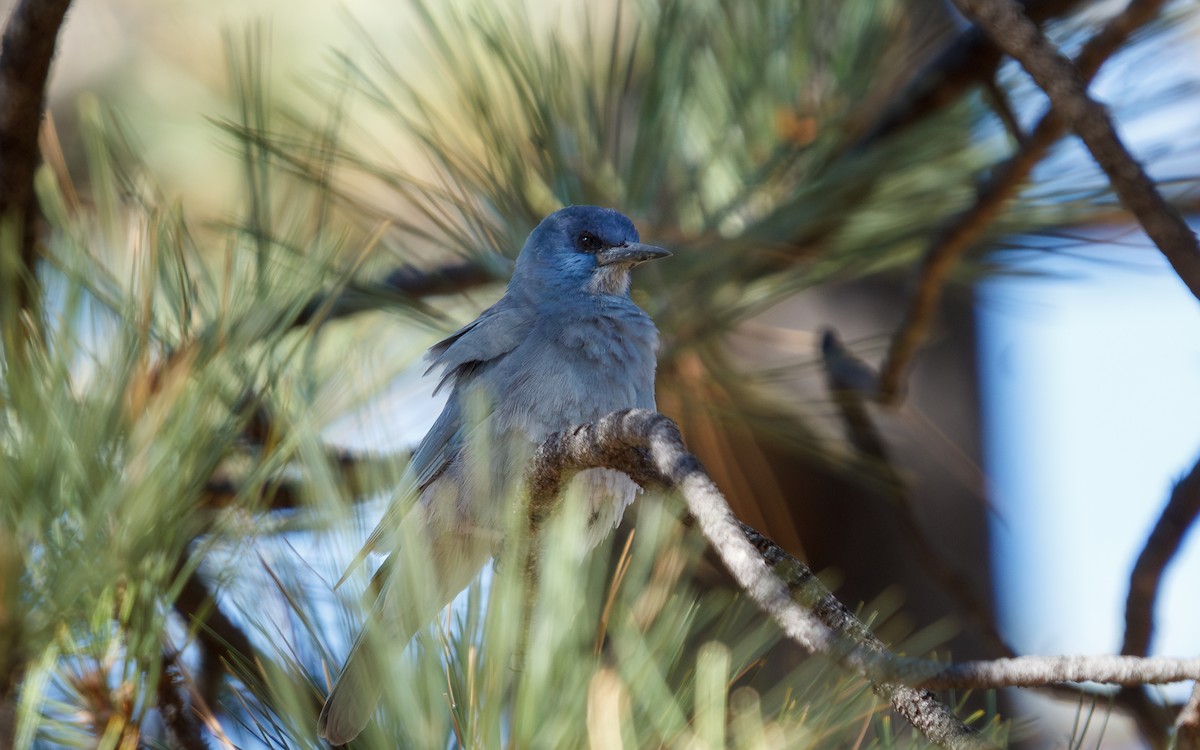 Chara Piñonera - ML646666092