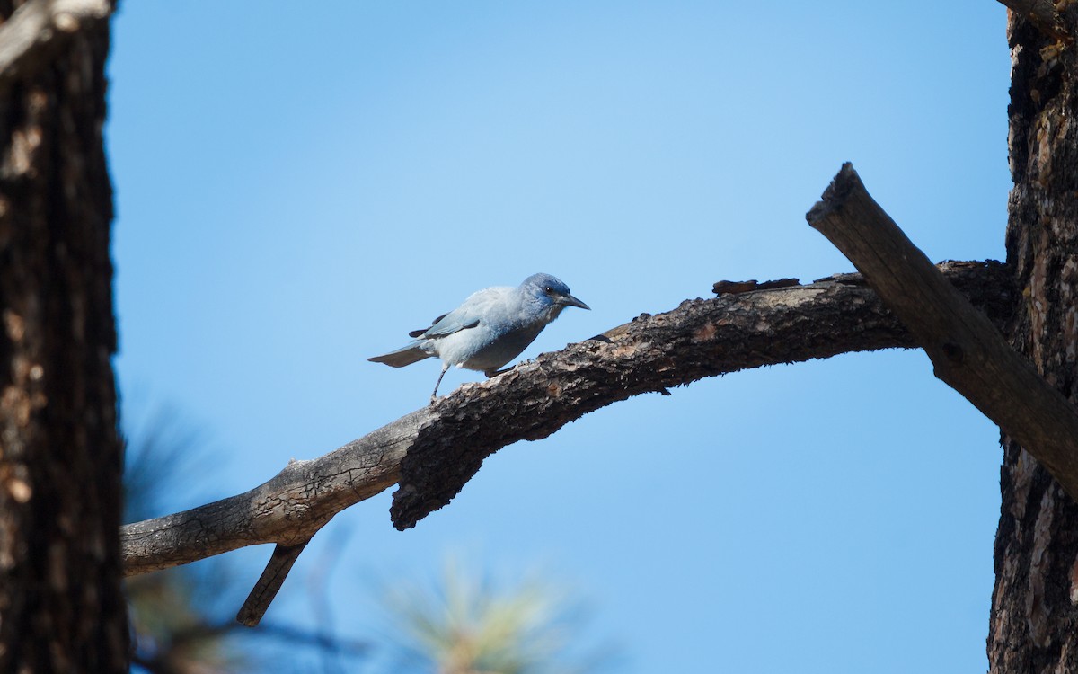 Chara Piñonera - ML646666093