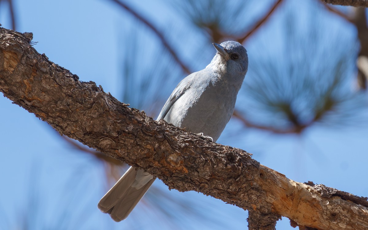 Chara Piñonera - ML646666094