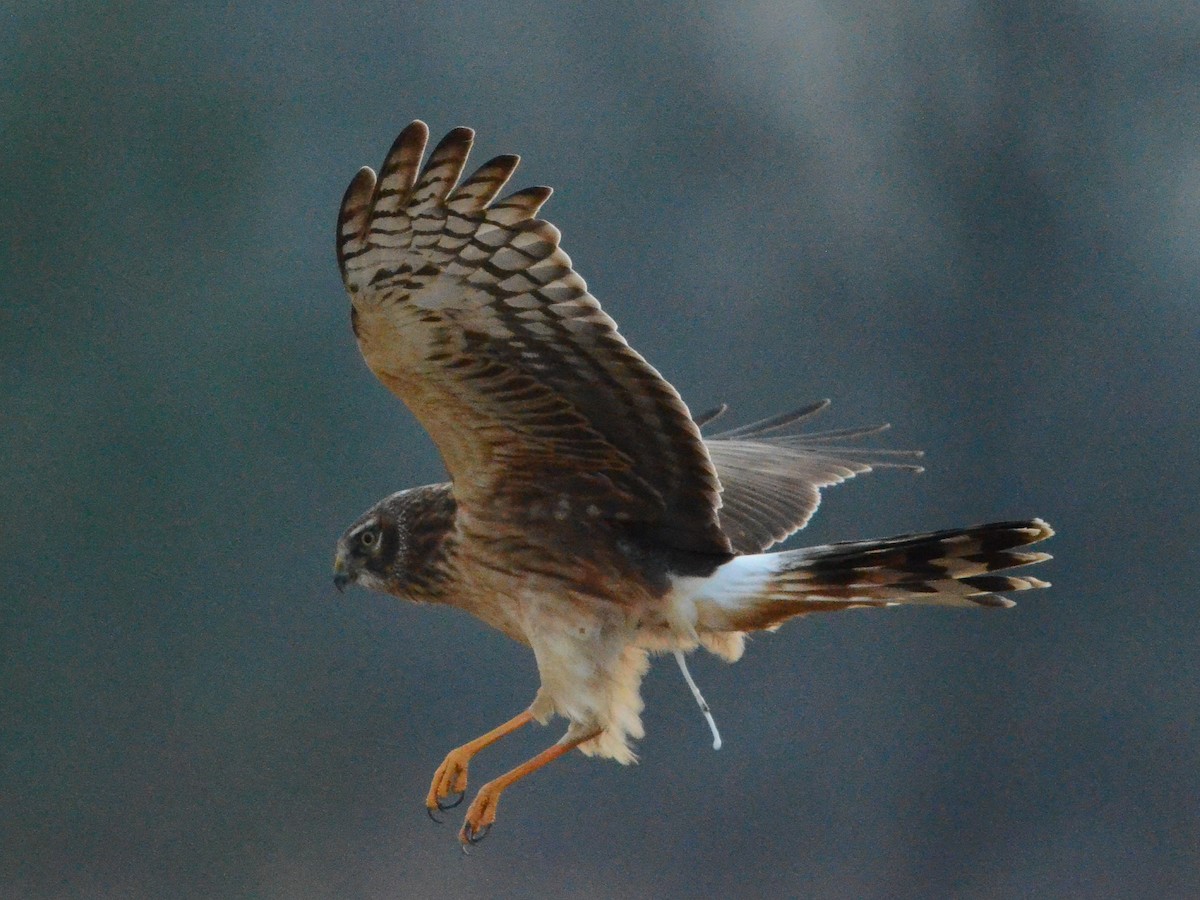 アメリカハイイロチュウヒ - ML646666096