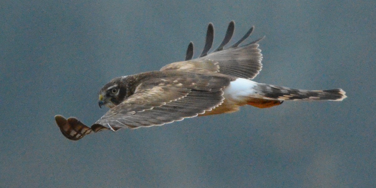 アメリカハイイロチュウヒ - ML646666097