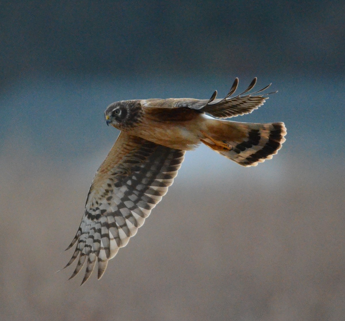 アメリカハイイロチュウヒ - ML646666098