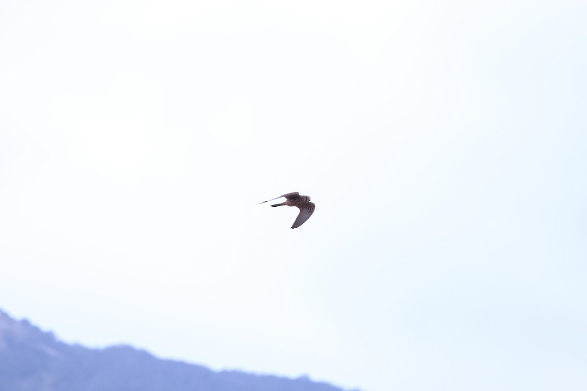 Faucon crécerelle - ML646666099