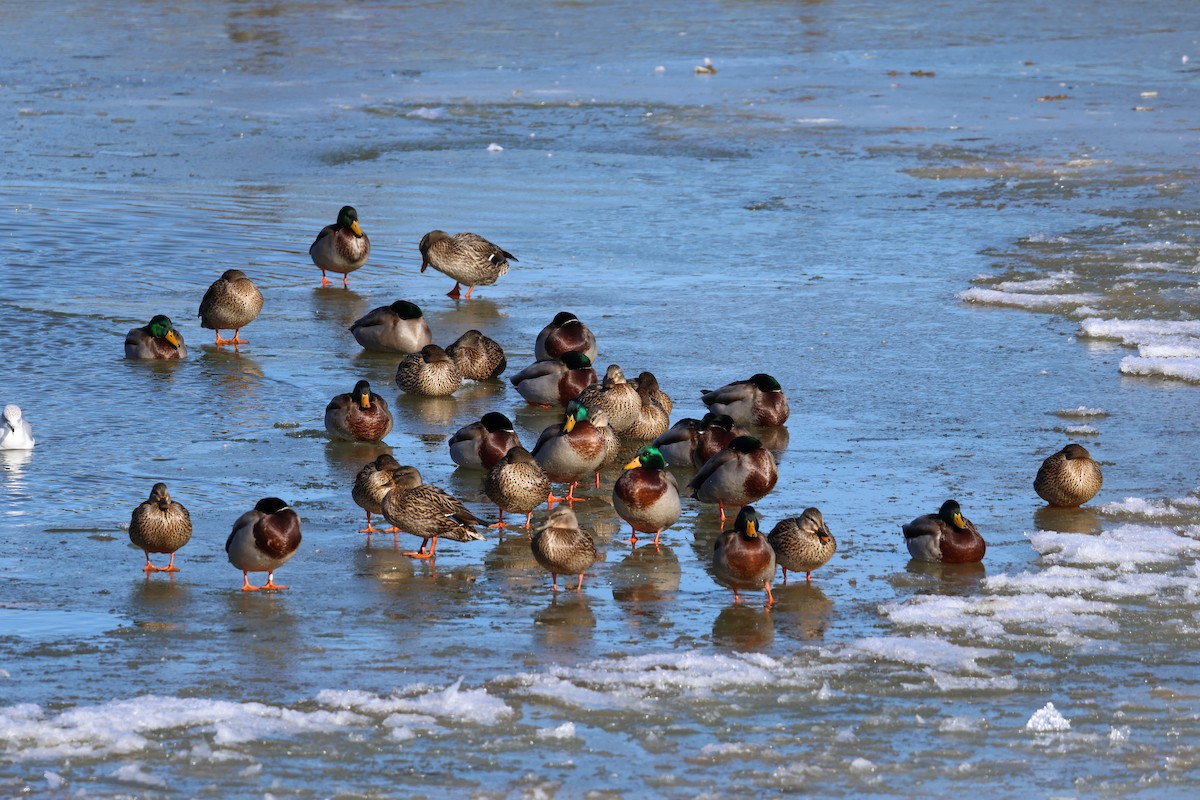 Stockente - ML646666102