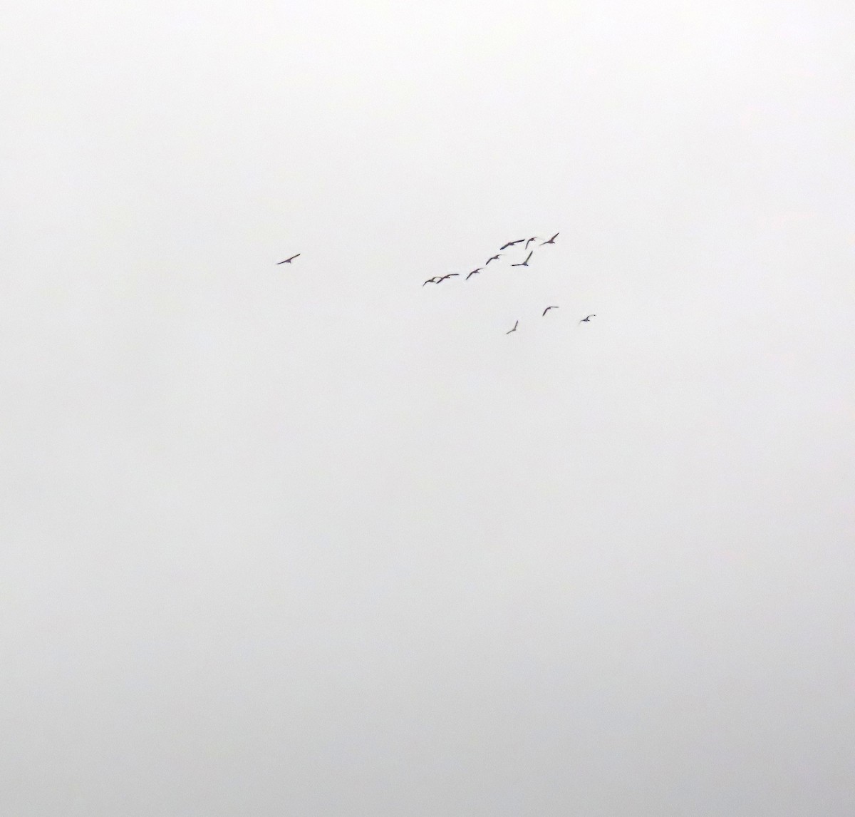 Branta kanadar handia (moffitti/maxima) - ML646666103