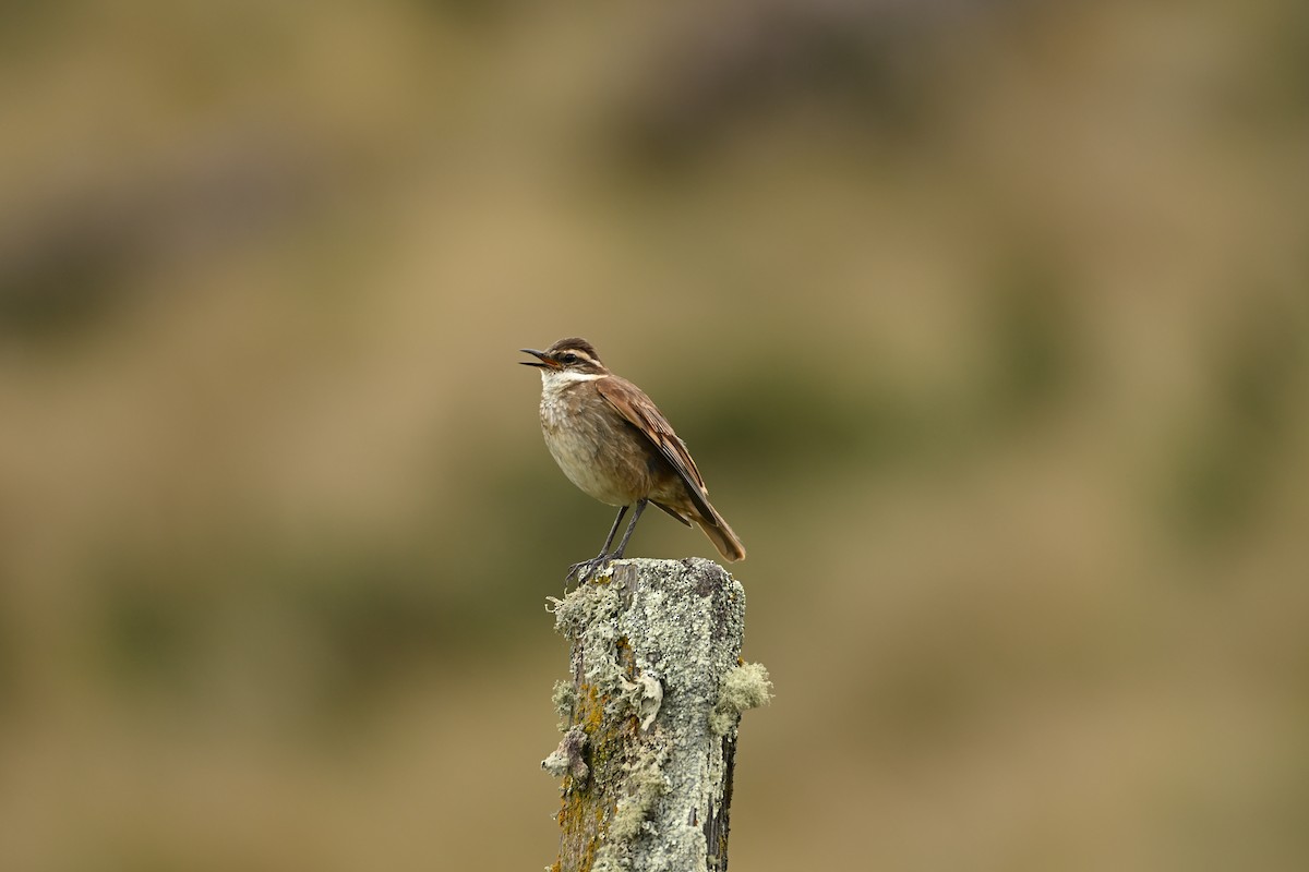 Cinclode à miroir marron - ML646666104