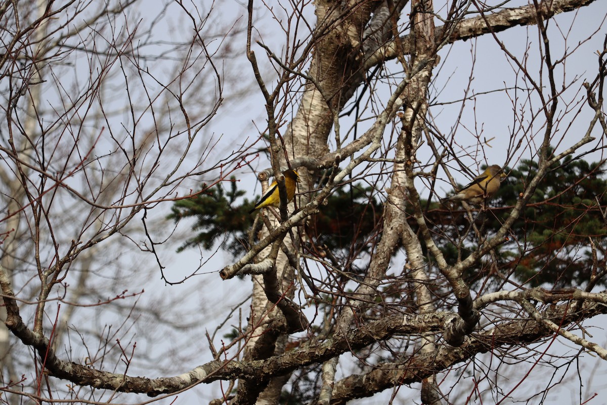 gulbrynkjernebiter - ML646666106