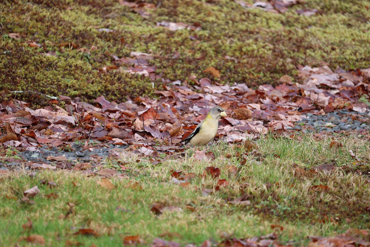 gulbrynkjernebiter - ML646666107