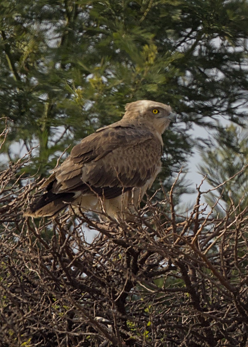Black-chested Snake-Eagle - ML646666109