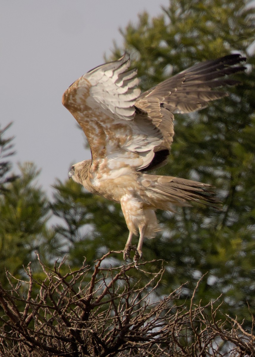 Black-chested Snake-Eagle - ML646666110