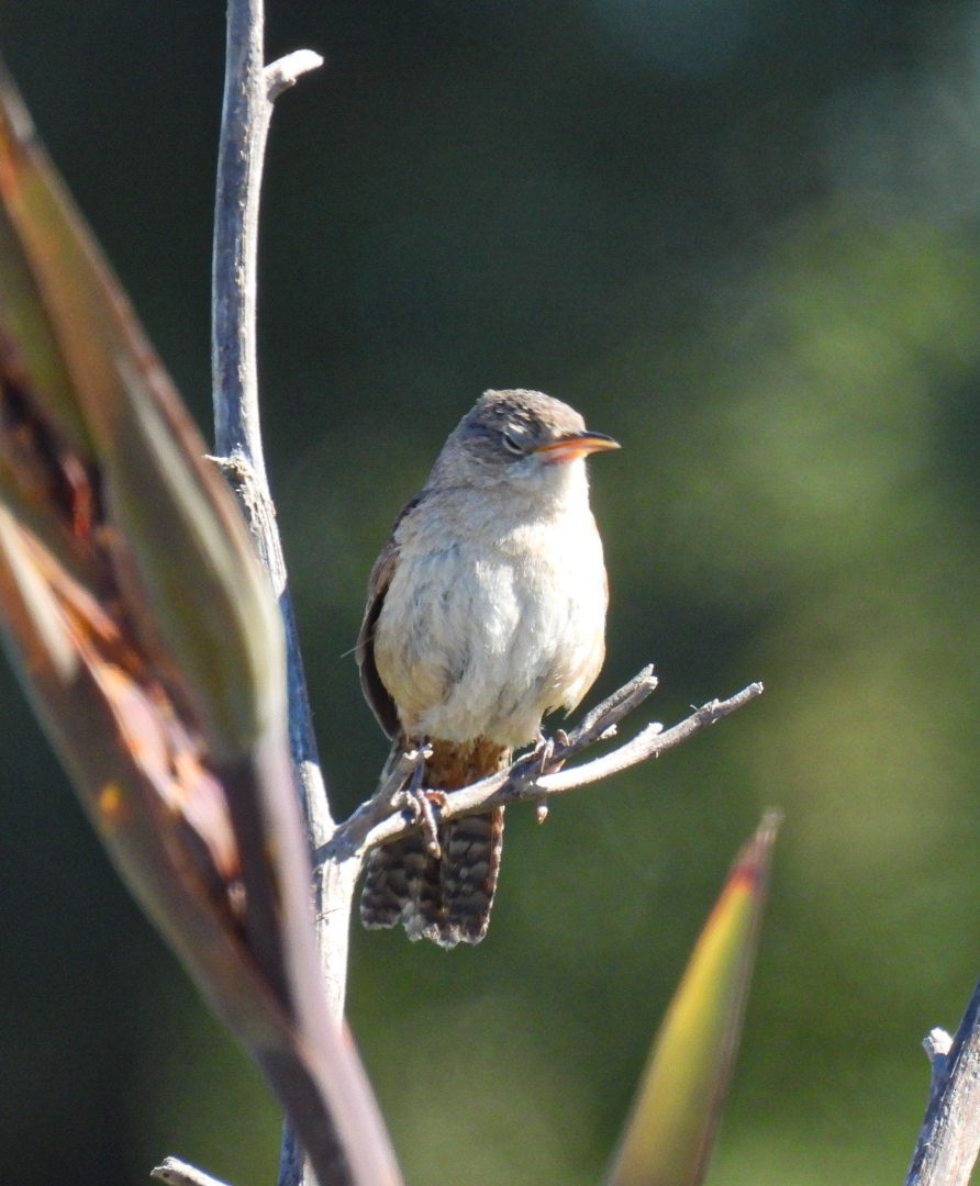 Southern House Wren - ML646666111
