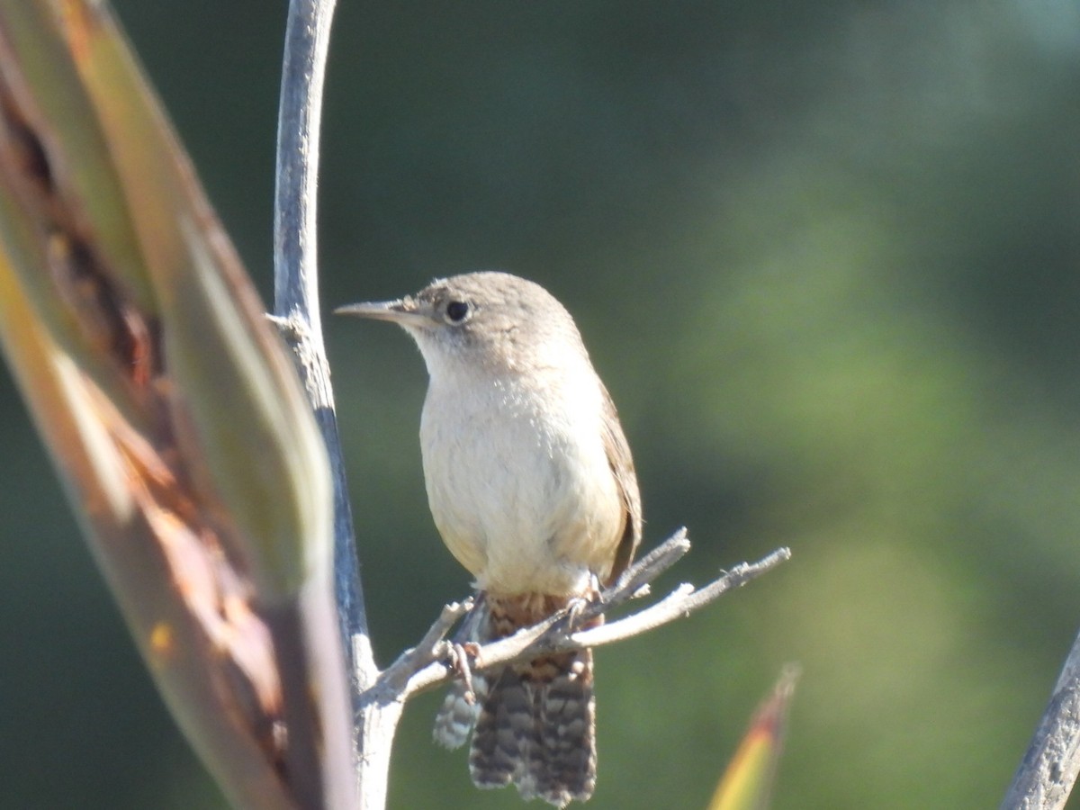 Southern House Wren - ML646666112