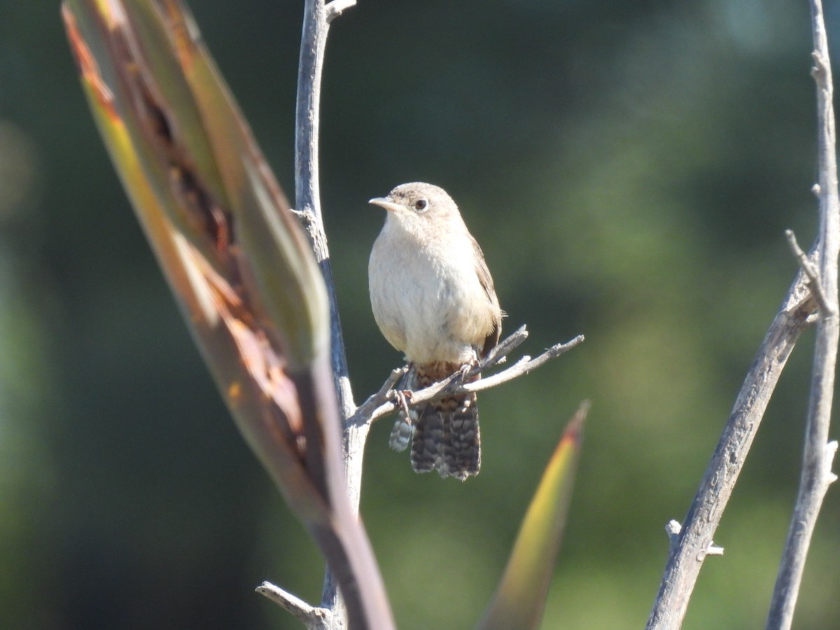 Southern House Wren - ML646666114