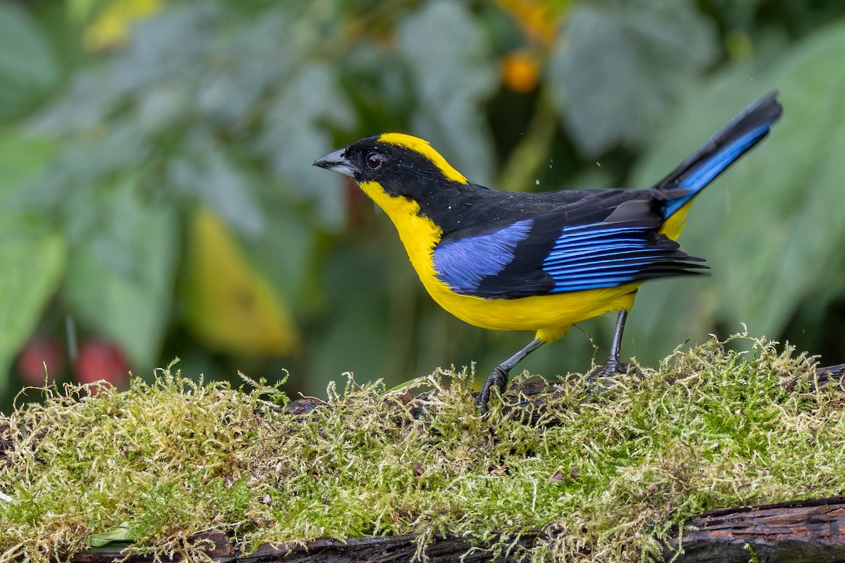 Blue-winged Mountain Tanager - ML646666116