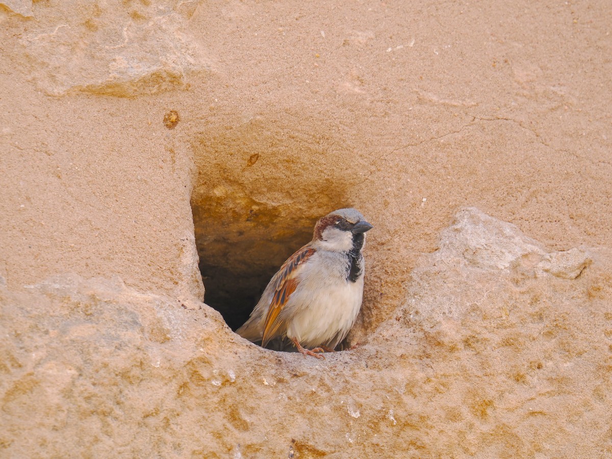 House Sparrow - ML646666118