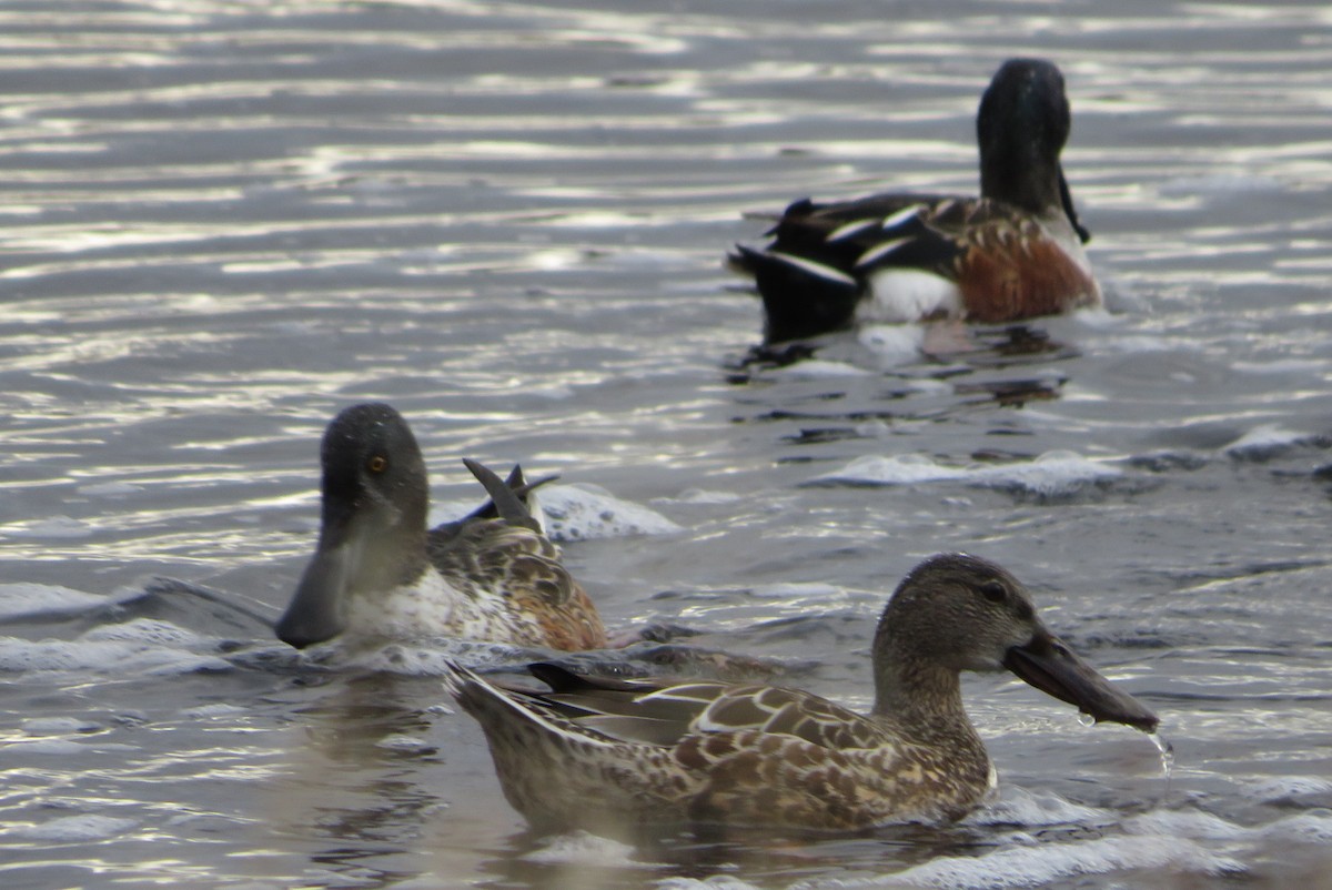 lžičák pestrý - ML646666119