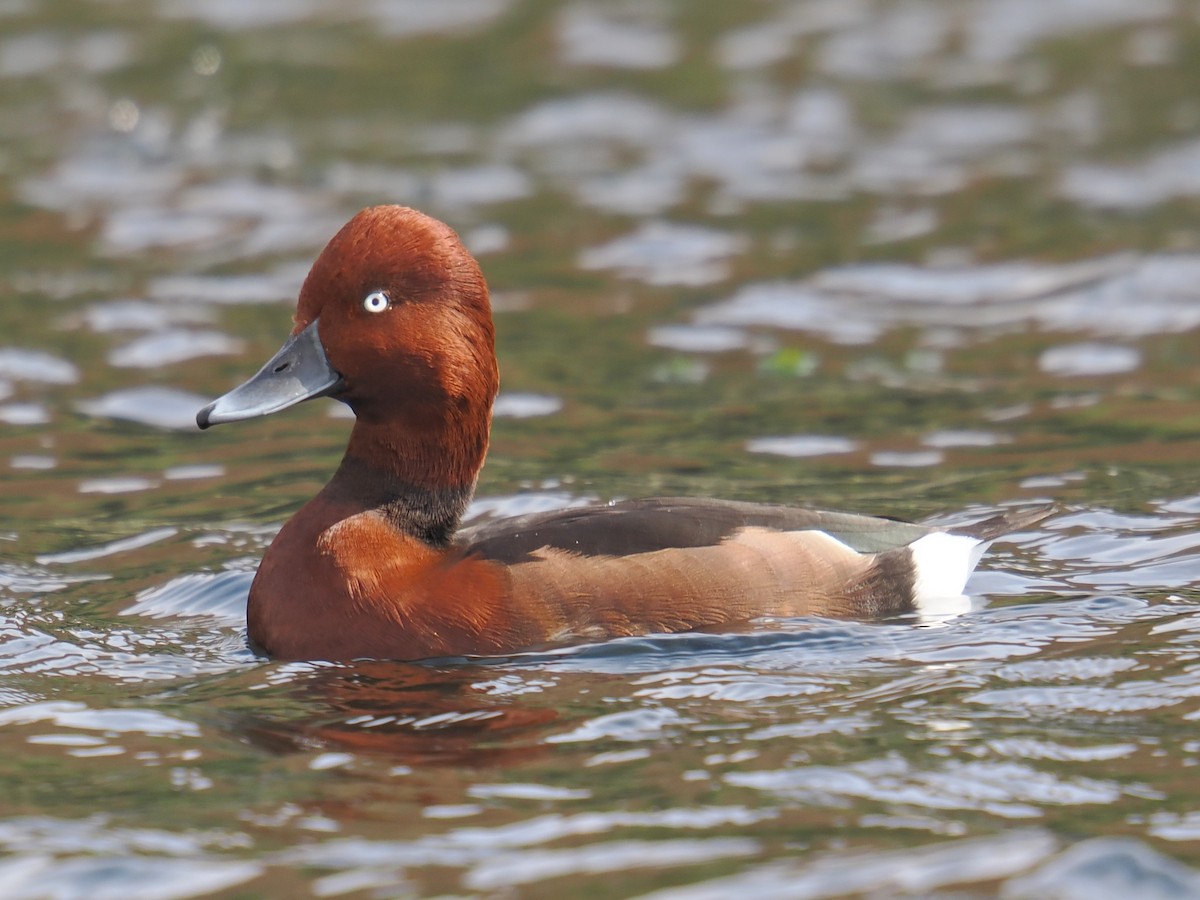 Ferruginous Duck - ML646666120