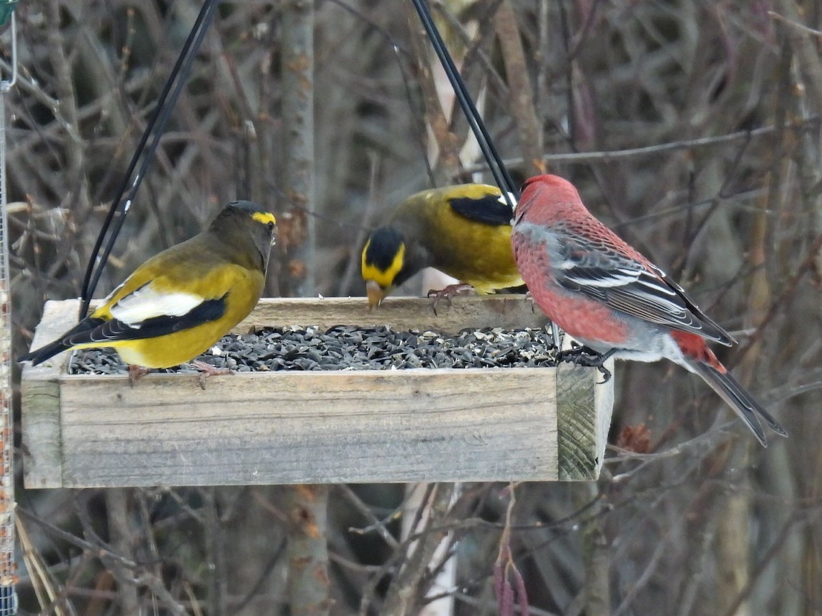 Evening Grosbeak - ML646666121