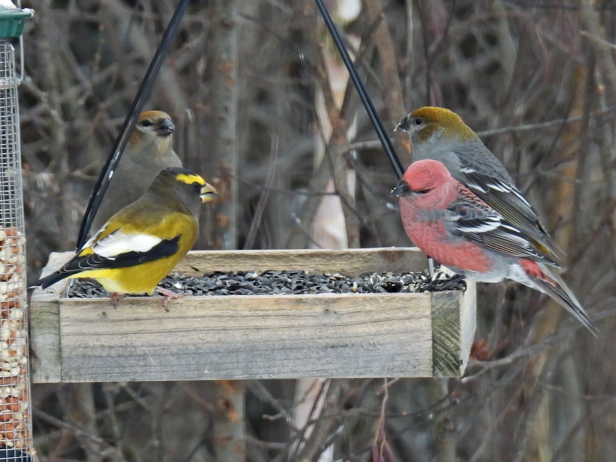 Evening Grosbeak - ML646666122