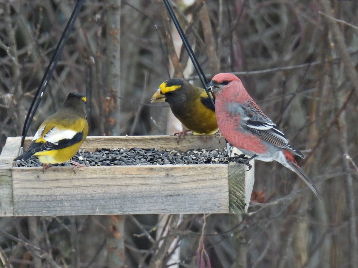Evening Grosbeak - ML646666123
