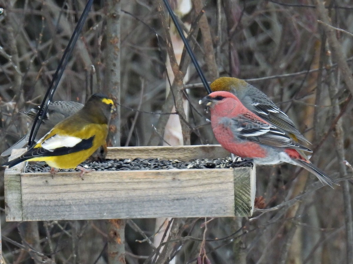 Evening Grosbeak - ML646666124