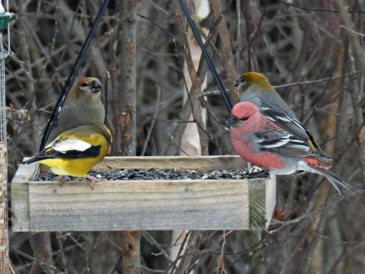 Evening Grosbeak - ML646666125